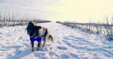 Ön planda renkli bir ceket giyen, öne doğru yürüyen ve yavaşça yalayan küçük tüylü bir köpek görebilirsiniz. Uzakta açık bir alan ve kalın bir kar tabakası görebilirsiniz..