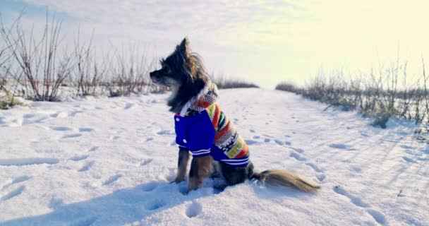 Маленькая Мохнатая Собака Сидит Снегу Смотрит Вперед Через Некоторое Время — стоковое видео