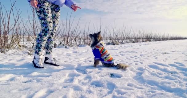 Невеликий Собака Сидить Снігу Перед Своїм Господарем Вид Жіночі Ноги — стокове відео