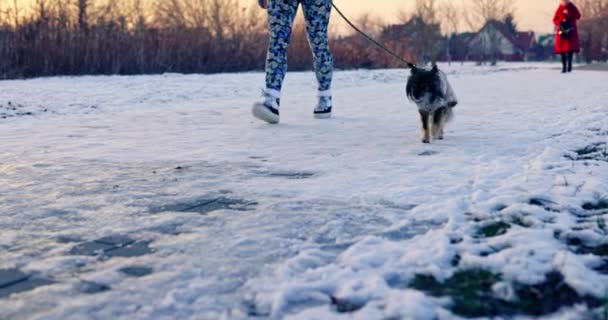 Perro Congelado Levanta Las Patas Cuando Camina Sobre Hielo Nieve — Vídeos de Stock