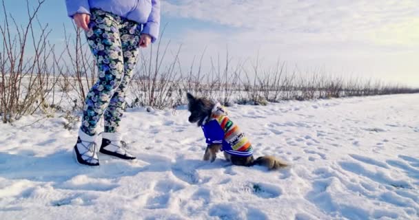 Caminhando Com Cão Neve Dia Inverno Uma Mulher Ensina Seu — Vídeo de Stock
