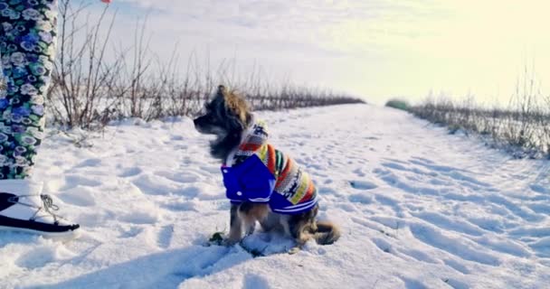 小さなシャギー犬が雪の中に座っている その横には 犬のそばに立っている飼い主の足が見えます 荒野で犬と一緒に歩いている 地面には雪の厚い層があり — ストック動画