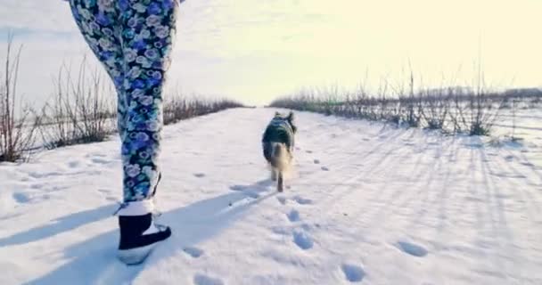 Некоторых Пород Собак Подшерстка Холодную Зиму Приходится Носить Изолированные Куртки — стоковое видео