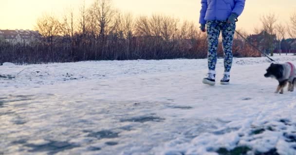 一个女孩带着她的狗在冰雪中散步 那女人踩在冰上 失去平衡 差点跌倒 从腰部以下俯瞰妇女的身影 — 图库视频影像