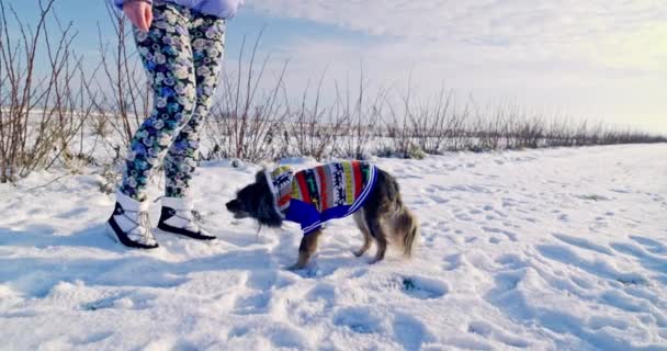 一只小品种的狗吃主人提供的食物 冬天和狗在雪地里散步 在荒野里 远处伸展着一块空地 — 图库视频影像