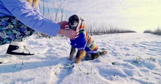 Close Small Breed Dog Sitting Snow Next Dog Crouches Owner — Stock Video