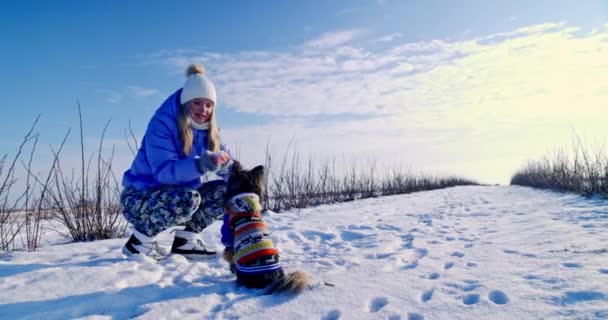 Невелика Порода Собак Сидить Снігу Жінка Вийшла Гуляти Своїм Собакою — стокове відео