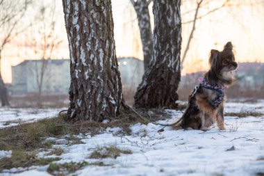 Ön planda oturma pozisyonunda küçük tüylü bir köpek görebilirsiniz. Köpek yakınlardaki huş ağaçlarından birine bağlı..