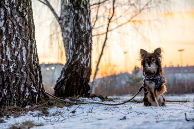 Küçük bir köpek bir ağacın yanında oturur ve bir patisini kaldırır. Köpek bir tasmayla ağaca bağlıdır. Arka plan bulanık. Arka planda bulanık bir konut çizgisi görülebilir.