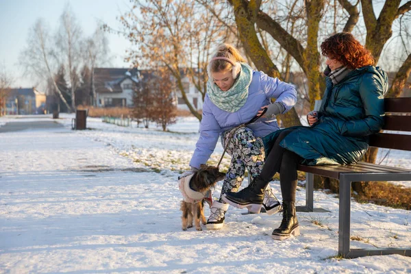 A small dog is dressed in a special sweater to keep him from getting cold during a winter walk. Walking with a dog in a city park. Resting on a bench.