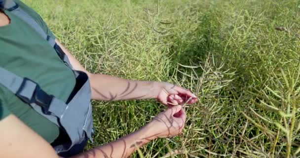 在温暖的七月阳光下 一个女人正在田野里仔细检查一棵油菜籽 油菜花盛开 豆荚里有成熟的种子 — 图库视频影像