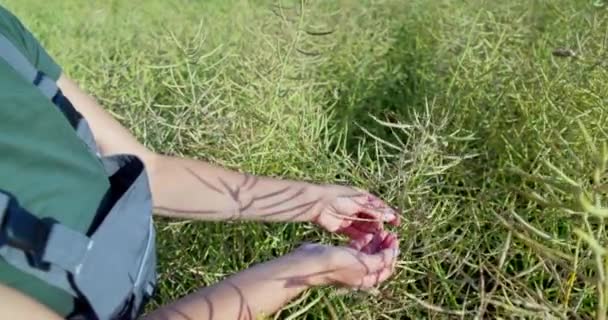 7月の暖かい日光の中で 女性はフィールドで強姦された植物を綿密に調べています 強姦された植物は完全に咲き 熟した種子を含むポッド — ストック動画