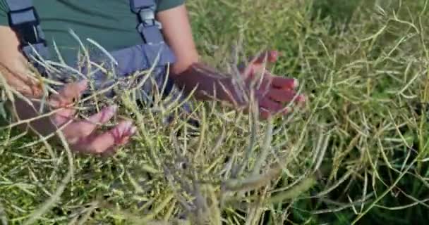 Srdci Pulzujícího Pole Řepkového Semene Východní Evropě Stojí Zkušený Farmář — Stock video