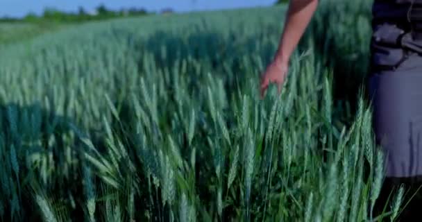 Büyüleyici Sahnede Profesyonel Bir Dişi Çiftçi Gelişmekte Olan Bir Tarlanın — Stok video