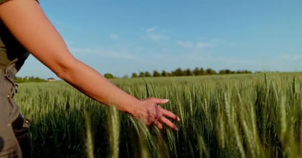 在这个宁静的画面中 捕捉到了一位专业的女农场主 她站在一片欣欣向荣的稻田中 她的手轻轻地伸向前方 触摸着成熟的耳朵 画面放大以展示 — 图库视频影像