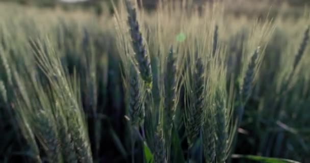 Entire Frame Filled Well Developed Ears Grain Swaying Gently Breeze — Stock Video