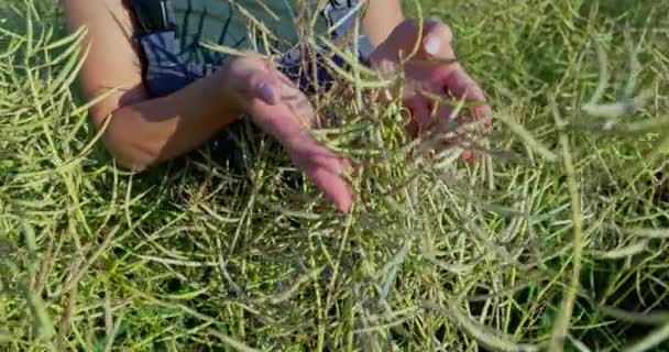 Derin Bir Sorumluluk Uzmanlık Duygusuyla Çiftliğinin Ortasında Duruyor Neredeyse Olgunlaşmış — Stok video