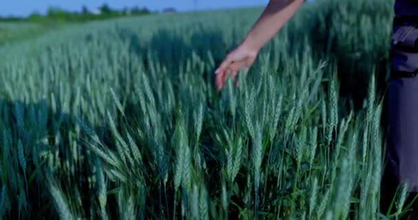 Тендерний Дотик Фермерів Прийняття Багатства Традиційного Вирощування Зерна Східних Європах — стокове відео