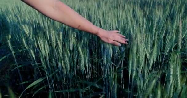 Pohled Přiblíží Aby Zachytil Jemný Dotek Farmářovy Ruky Zralých Baculatých — Stock video