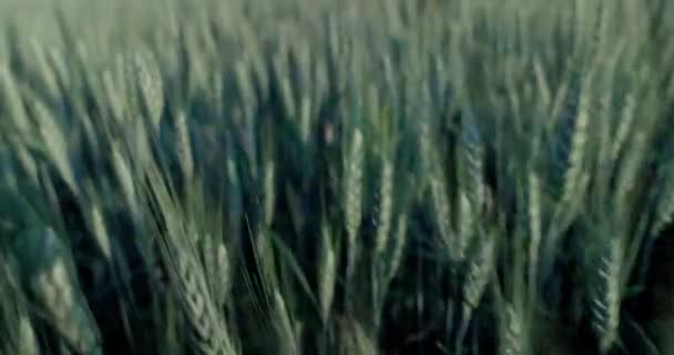 Experience Enchanting Sight Lush Grain Fields July Ears Eagerly Await — Stock Video