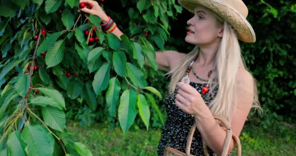 在一棵丰满的樱桃树下 一个戴着草帽的充满活力的女人在傍晚时分尽情地采摘和品尝成熟的樱桃 她手里拿着一个手工制作的柳条筐 摘下她的金发碧眼的果实 — 图库视频影像