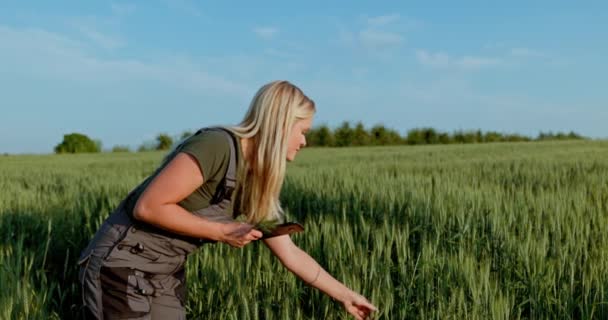 在东欧的一个农村田里 一位职业农场主仔细检查成熟的谷物茎 触摸它们以评估它们的坚实性和质量 这对估计收获规模至关重要 — 图库视频影像