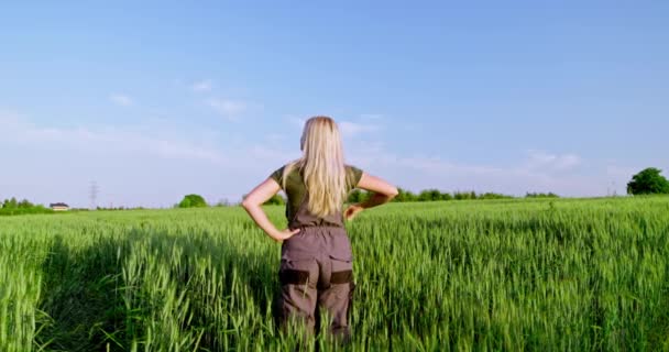 Профессиональный Фермер Сидя Спиной Камере Наблюдает Обильными Полями Спелой Пшеницы — стоковое видео