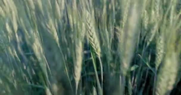 Todo Marco Está Lleno Grano Maduración Cultivado Sin Fertilizantes Artificiales — Vídeos de Stock