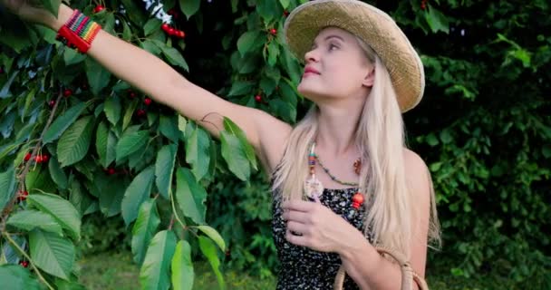 Vibrant Woman Her Prime Stands Cherry Laden Branch Joyfully Picking — Stock Video