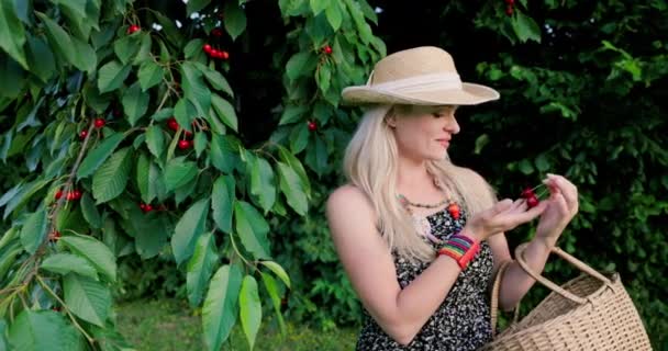 若々しい活力を除く活気に満ちた女性は 桜の枝の中に立っており 慎重に写真を撮り 2つの桜を鑑賞する瞬間を祝います 彼女の頭の上にわら帽子で 彼女はAを持っています — ストック動画