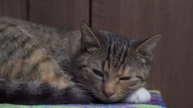 Çok ırklı kedi en sevdiği battaniyesinde mışıl mışıl uyuyor. Evcil hayvan en sevdiği yerde dinleniyor. Kedilerin ini..