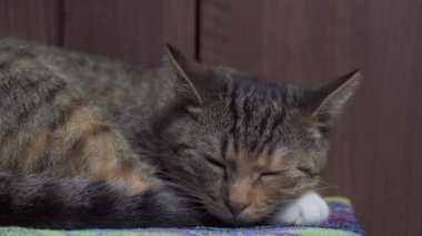 Çok ırklı kedi en sevdiği battaniyesinde mışıl mışıl uyuyor. Evcil hayvan en sevdiği yerde dinleniyor. Kedilerin ini..