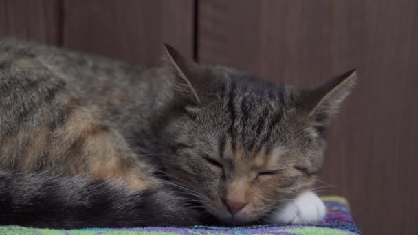 Den Multiraciala Katten Sover Gott Sin Favoritfilt Husdjuret Vilar Sin — Stockvideo