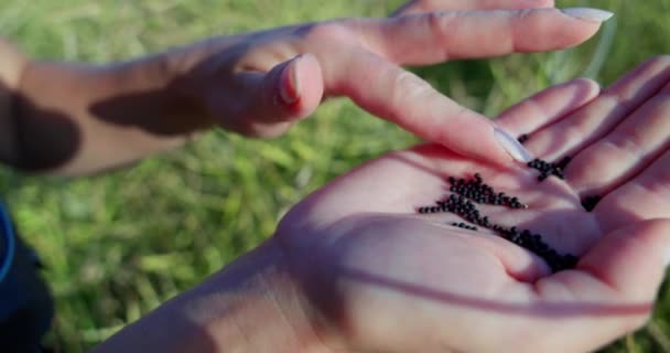 Image Offre Une Vue Macro Main Des Femmes Ornée Grains — Video