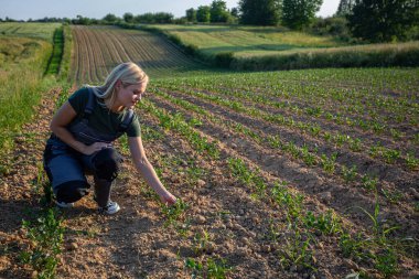 In the golden glow of a sun-kissed day, a young and beautiful woman farmer tends to her crops in the field, kneeling down to carefully inspect the fertile soil. Clad in practical work attire and clipart