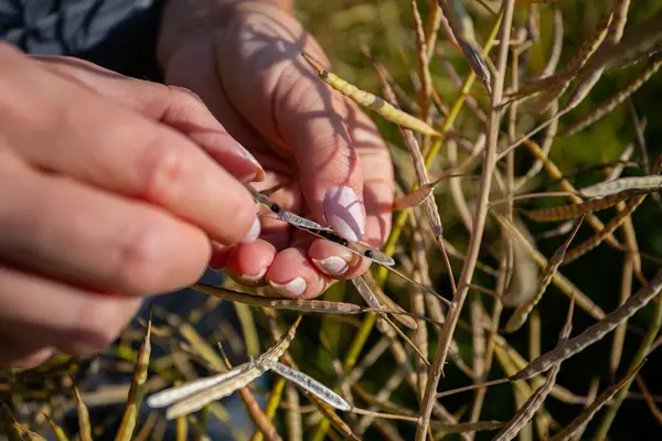 stock image A farmer carefully holds ripening rapeseed pods, inspecting the seed development in a field. Her work overalls are partially visible amid the crops.