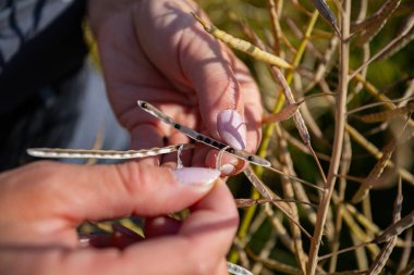 Detaylı bir yakın çekim görüntüsü, güneşli bir alanda canlı bitkilerden özenle tohum toplayarak el ele tutuşur.