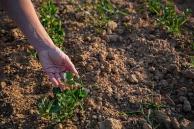Yakından bakınca, doğal ışık altında zengin ve verimli topraklarda yetişen genç bitkilere özenle bakan elleri görüyoruz.