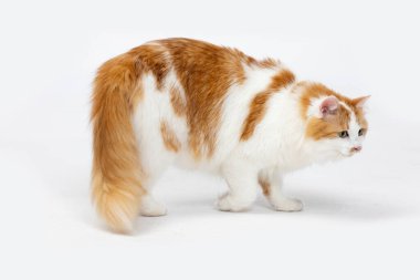 Güzel, kızıl ve beyaz bir kedi sevinçle etrafı keşfediyor. Büyük bir merak ve merakla.