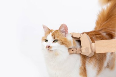 Bu şık kedi koşumu kedi arkadaşınla heyecanlı maceralar yaşamak için güvenli ve rahat bir ortam sağlıyor.