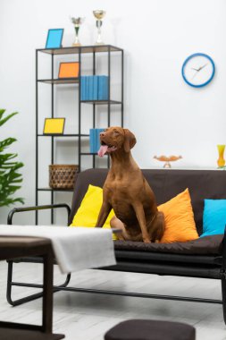 Sevimli ve oyuncu bir köpek, canlı ve modern bir oturma odasındaki yumuşak, rahat bir kanepede uzanıyor.