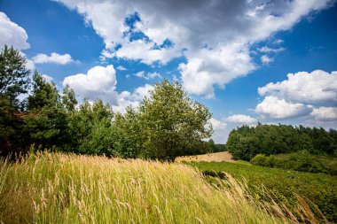 Canlı yeşil çimenleri ve çarpıcı bir gökyüzüne karşı gelişen ağacı tasvir eden sakin ve sakin bir sahne.