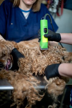 Bir köpek, veteriner ortamında özel tıraş aletleriyle profesyonel bir tımar seansı alıyor.