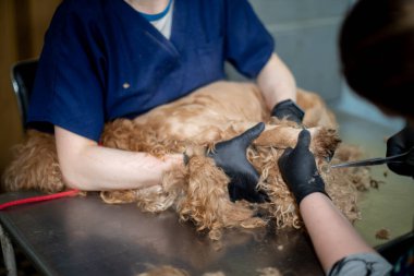 Temiz, güvenli bir kuaförde, çok yetenekli bir tımar ustalıkla, tüylü, özenli, altın bir köpek şekillendirir.