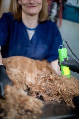 Bir veteriner, profesyonel hayvan bakımını gösteren klinik bir ortamda köpeğe bakmak için ekipman kullanır..