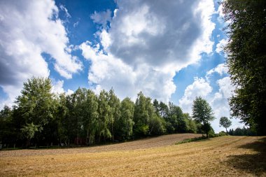 Sakin ve sakin bir kır manzarası güzel ağaçlar sergiliyor yukarıdaki bulutlu, parlak gökyüzüne karşı.