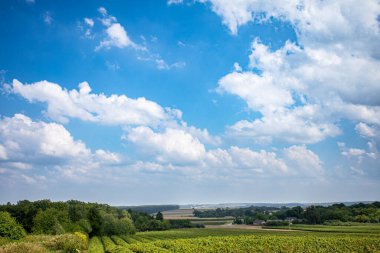 Yumuşak pamuk gibi bulutlarla dolu canlı mavi gökyüzünün altında yuvarlanan yeşil tarlaların huzurlu ve güzel manzarası.