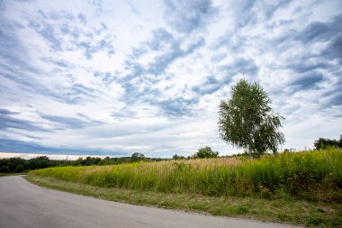 Dinamik, dramatik bulutlu bir gökyüzü tarafından güzel çerçevelenmiş uçsuz bucaksız bir çimenlikte tek bir ağaç görkemli bir şekilde duruyor.