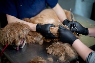 Profesyonel bir tımar ortamında, yetenekli bir tımarcı düzenli olarak bir köpeğin kürkünü özenle keser ve şekillendirir.