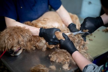 Veterinerler bir köpeği titizlikle tımar ediyor, evcil hayvanlara son derece özen ve profesyonel bir şekilde bakıyorlar.